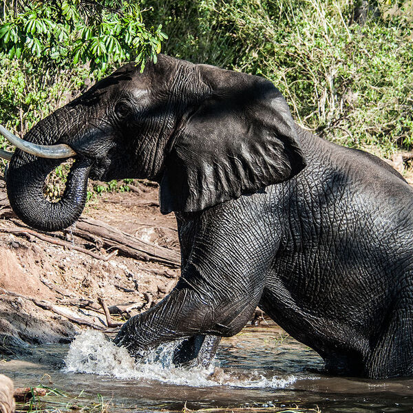 African Elephant (Loxodonta africana)