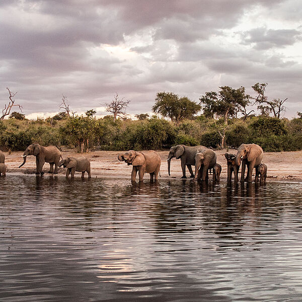African Elephant (Loxodonta africana)