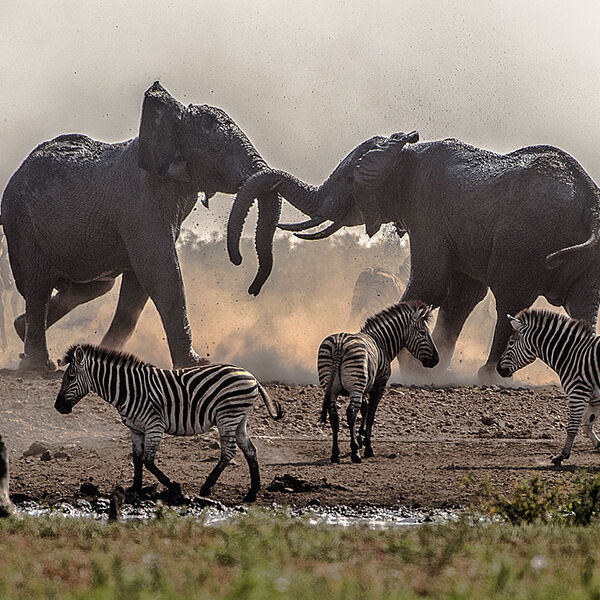 African Elephant (Loxodonta africana)