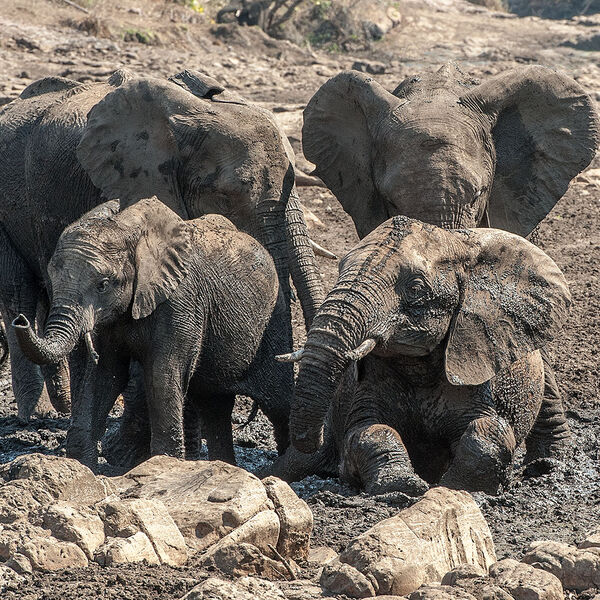 African Elephant (Loxodonta africana)