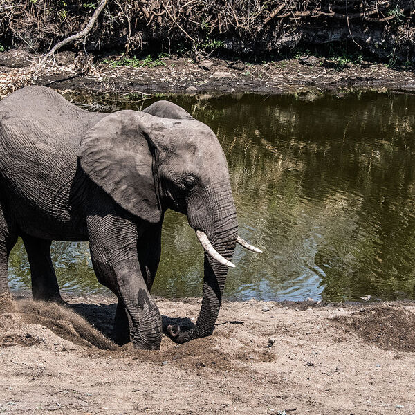 African Elephant (Loxodonta africana)