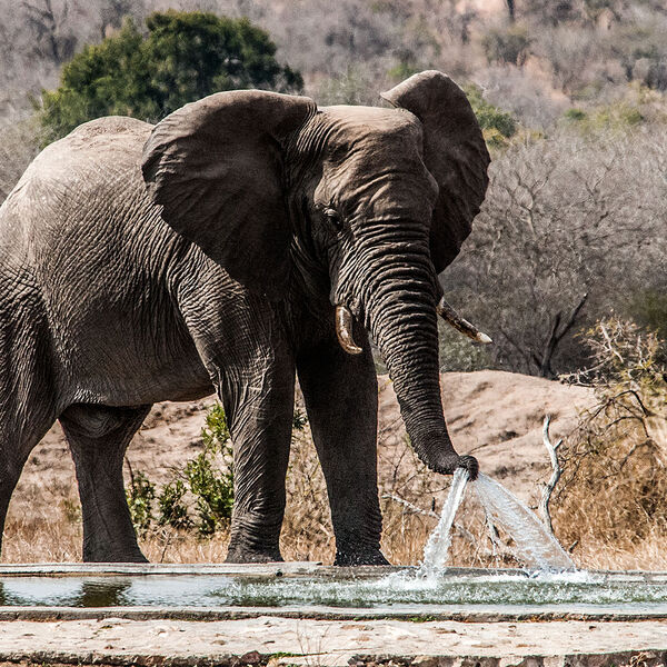 African Elephant (Loxodonta africana)