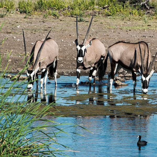 Gemsbok