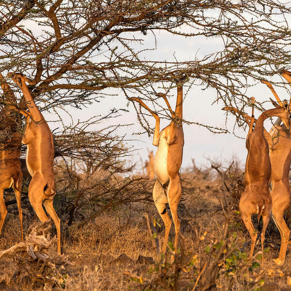 Gerenuk (Litocranius walleri)