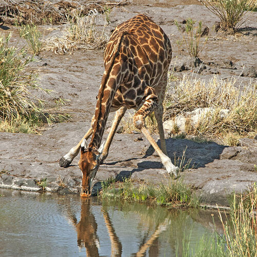 Cape Giraffe (Giraffa cameloparadalis giraffa)