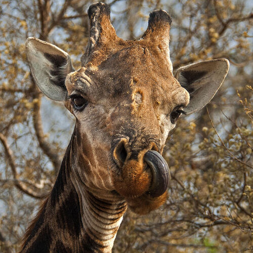 Cape Giraffe (Giraffa cameloparadalis giraffa)