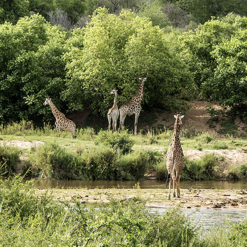 Cape Giraffe (Giraffa cameloparadalis giraffa)e