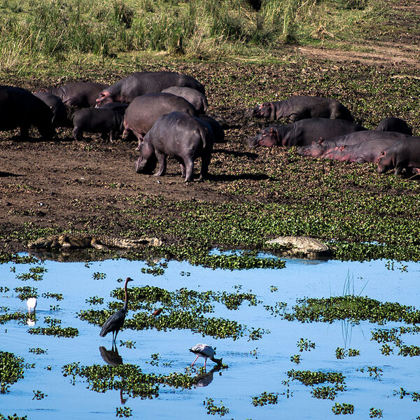 Hippopotamus (Hippopotamus amphibius)