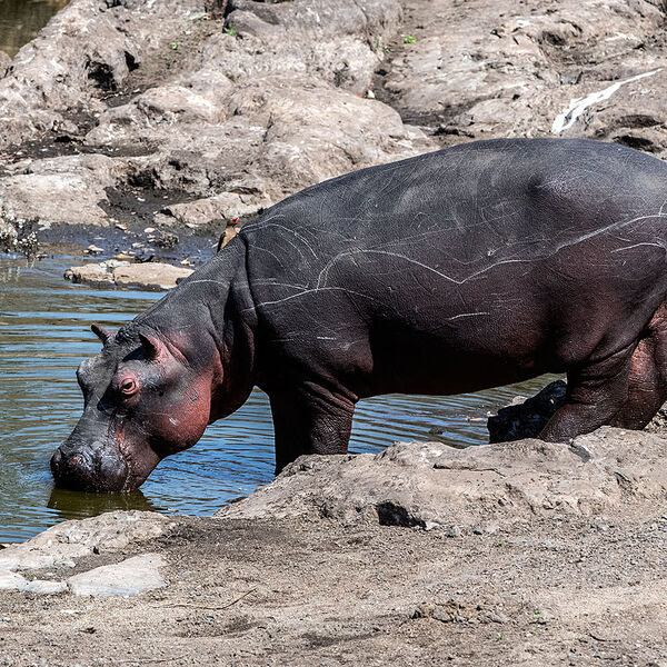 Hippopotamus (Hippopotamus amphibius)