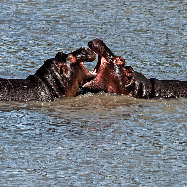 Hippopotamus (Hippopotamus amphibius)