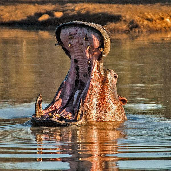 Hippopotamus (Hippopotamus amphibius)
