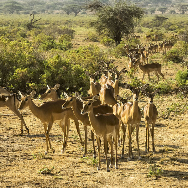 Common Impala (Aepyceros melampus melampus)