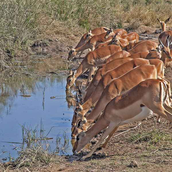 Common Impala (Aepyceros melampus melampus)