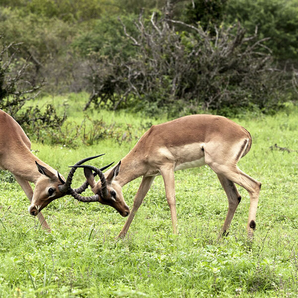 Common Impala (Aepyceros melampus melampus)