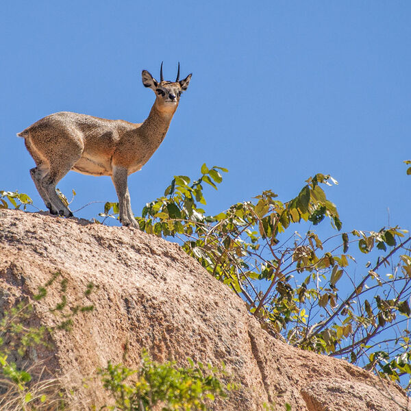Klipspringer (Kruger - Pretoriuskop - S7) 012 Website