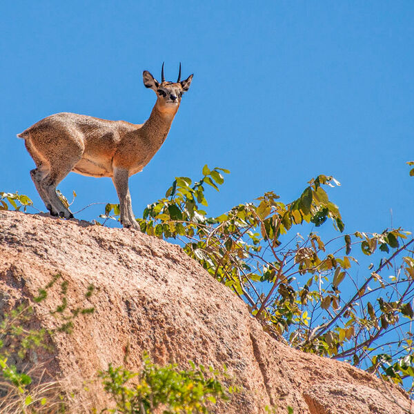 Klipspringer (Oreotragus oreotragus)