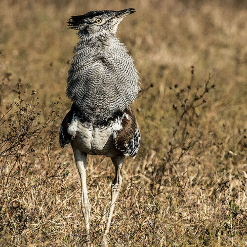 Kori Bustard (Ardeotis kori)