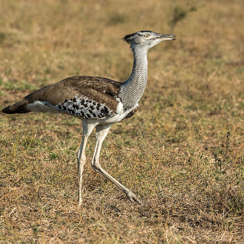 Kori Bustard (Ardeotis kori)