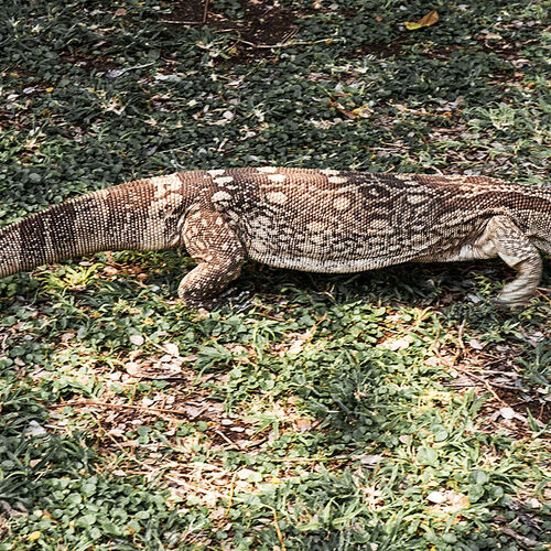 Rock Monitor (Varanus albigularis)