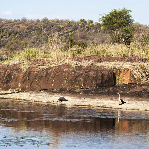Timbavati River (Turtle and Egyptian Goose)