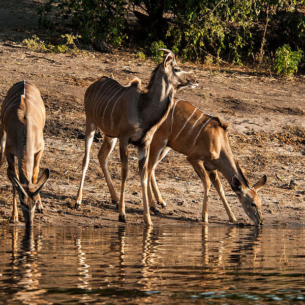 Kudu (Tragelaphus strepsiceros)