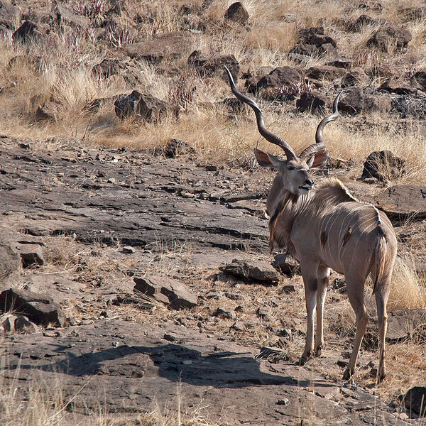 Kudu (Tragelaphus strepsiceros)
