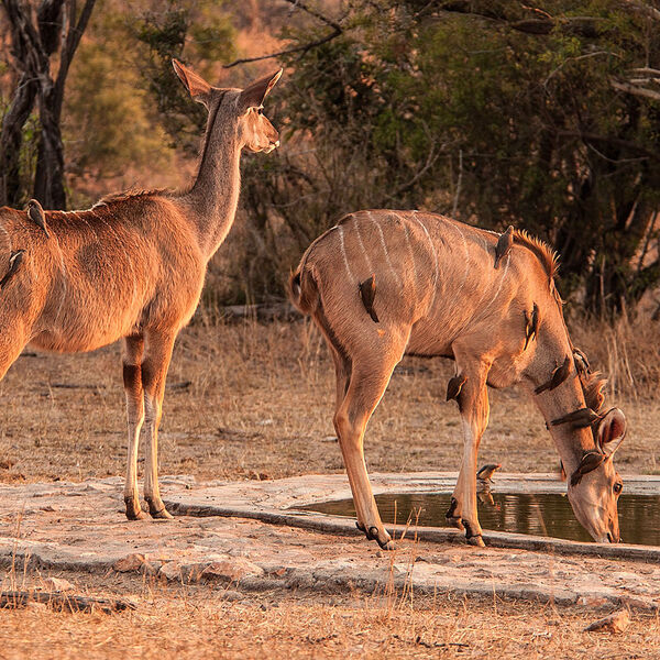 Kudu (Tragelaphus strepsiceros)