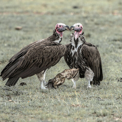 Lappet-faced Vulture (Aegypius tracheliotos)