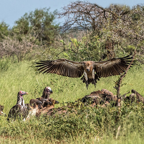 White-backed Vulture (Gyps africanus)