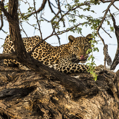 Leopard (Panthera pardus)
