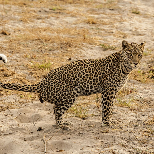 Leopard (Panthera pardus)