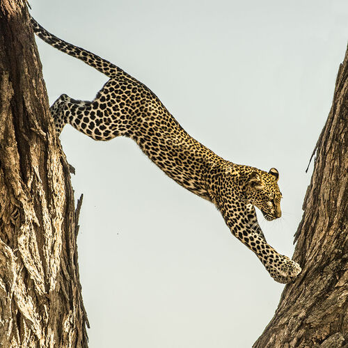 Leopard (Panthera pardus)