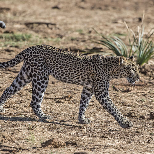 Leopard (Panthera pardus)