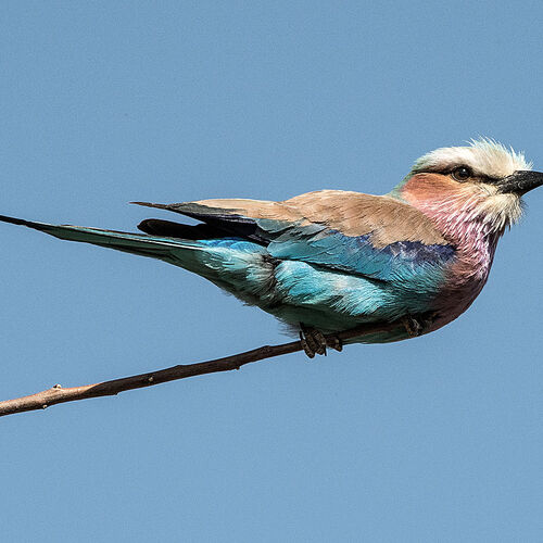 Lilac-breasted Roller (Coracias caudataus)