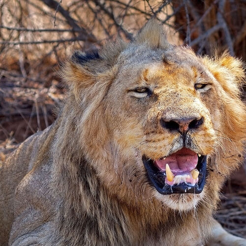 Lion (Panthera leo)