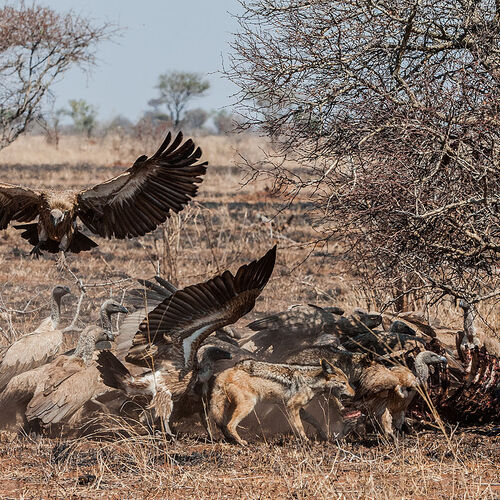White-backed Vulture (Gyps africanus)