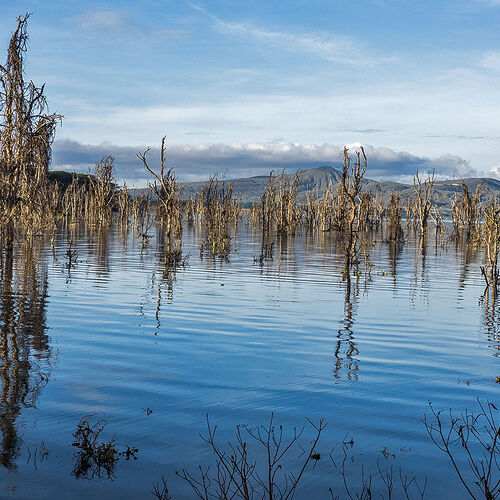 Lake Naivasha