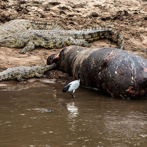 Hippopotamus (Hippopotamus amphibius)