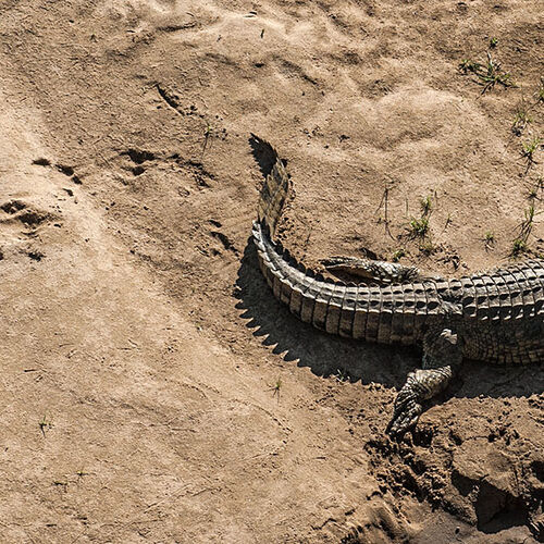 Nile Crocodile (Anastomus lamelligerus corviei)