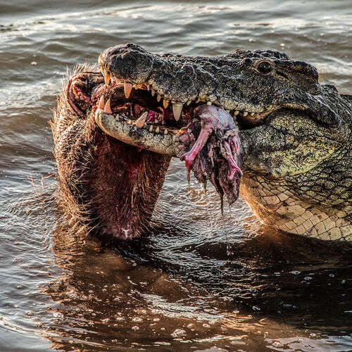 Nile Crocodile (Anastomus lamelligerus corviei)
