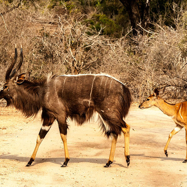 Nyala (Tragelaphus angasii)