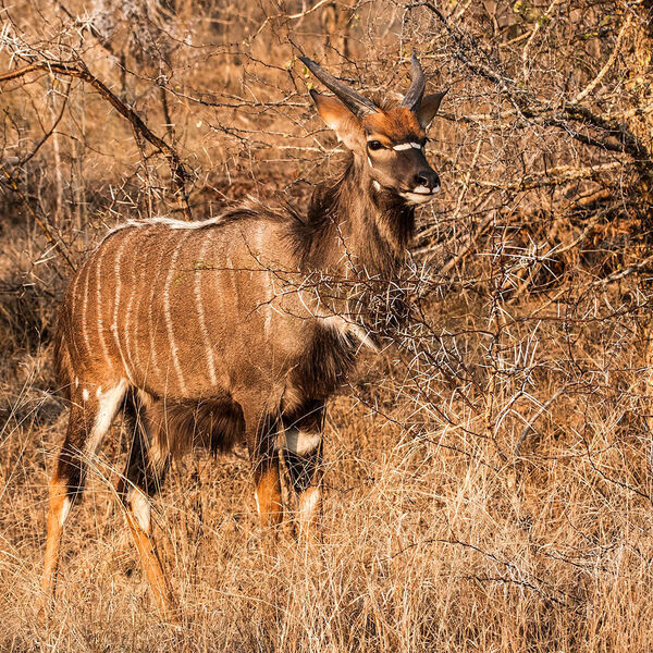 Nyala (Tragelaphus angasii)