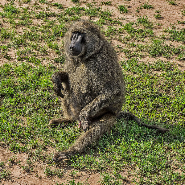 Olive Baboon (Papio anubis)