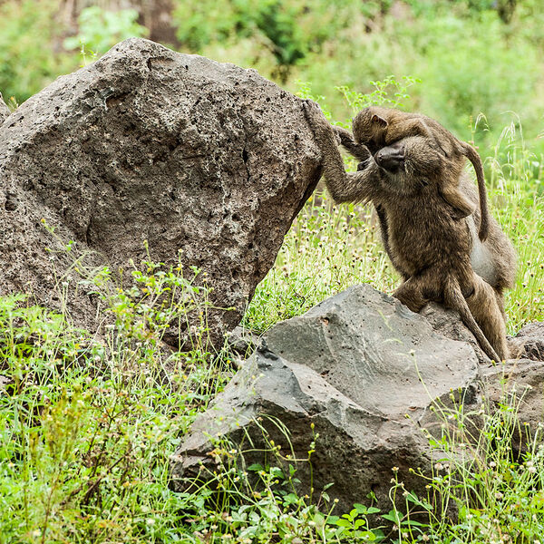 Olive Baboon (Papio anubis)