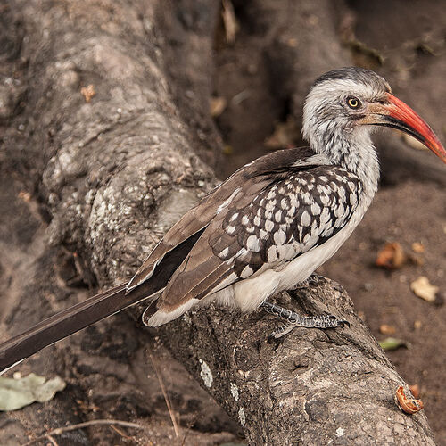 Red-billed Hornbill (Tockus erythrorhynchus)