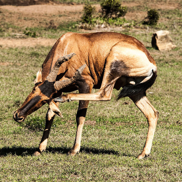 Red Hartebeest (Alcelaphus buselaphus)