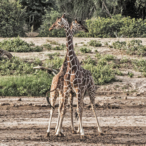 Reticulated Giraffe