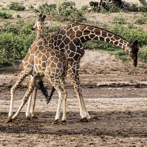 Reticulated Giraffe (Giraffa cameloparadalis reticulata)