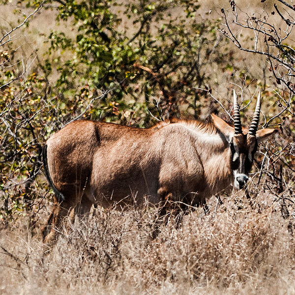 Roan (Kruger - Mopani - S50) 004 Website