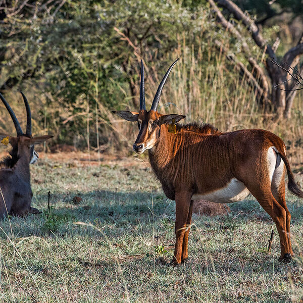 Sable (Hippotragus niger) Tagged